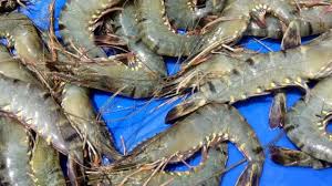 Prawn Candy 5 Pound Bucket - Steveston Marine and Hardware
