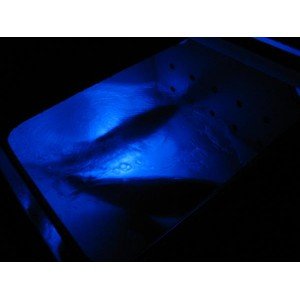 Livewell Lights - Steveston Marine and Hardware
