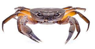 Crab Candy 15 Pound Bucket