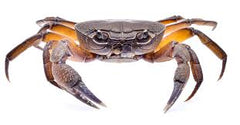 Crab Candy 15 Pound Bucket - Steveston Marine and Hardware