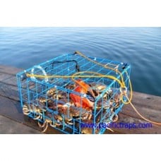Brons 24" Collapsible Crab Trap Folding CT002S